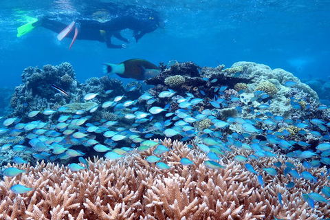 Silversonic Outer Great Barrier Reef Dive And Snorkel Cruise From Port Douglas - Tourism Cairns 5