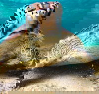 Sail Snorkel SUP  Kayak Charter Whitsundays - Tourism Cairns