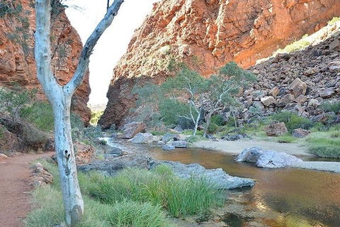 Alice Springs, Uluru Ayers Rock & Kings Canyon 8 Days Touring Package - Tourism Cairns 2
