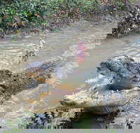 Top End Waterfalls and Wetlands - Tourism Cairns