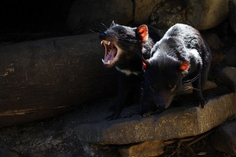 3-Day Tasmania Combo: Hobart To Launceston Active Tour - Tourism Cairns 4