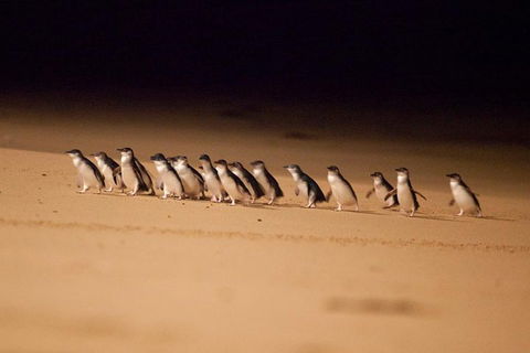 The Ultimate Melbourne Attractions Pass - Tourism Cairns 5