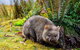 Cradle Mountain National Park Day Tour From Launceston - thumb 0