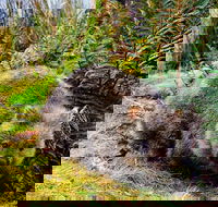 Cradle Mountain National Park Day Tour from Launceston - Tourism Cairns