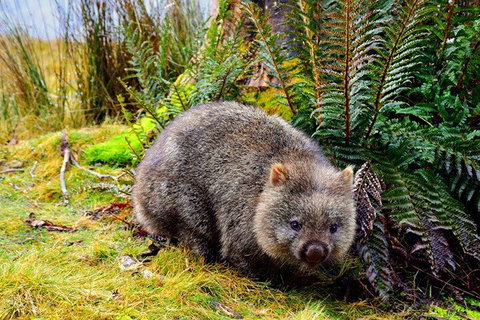 Cradle Mountain National Park Day Tour From Launceston - Tourism Cairns 0