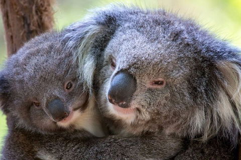 Half-Day Or Full-Day Tour With Private Guide From Melbourne - Tourism Cairns 1