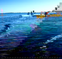 Penguin and Seal Islands Sea Kayaking Experience - Tourism Cairns