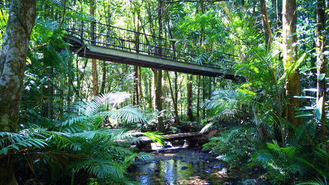 Double Pack-Ancient Rainforest And Waterfalls! - Tourism Cairns 0