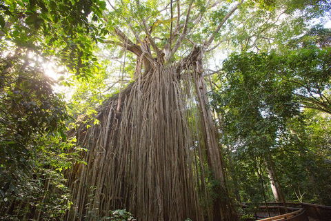 Double Pack-Ancient Rainforest And Waterfalls! - Tourism Cairns 5