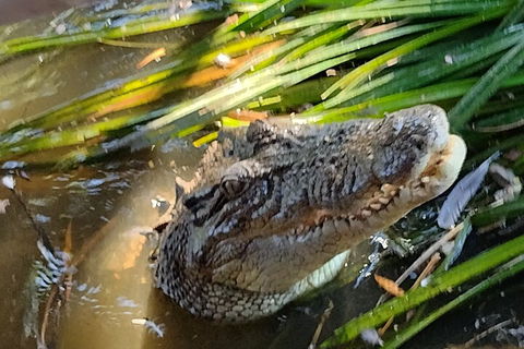 Litchfield Park Adventures And Jumping Crocodile Cruise + Butterfly Farm - Tourism Cairns 4