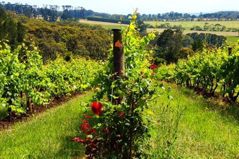 Mornington Peninsula Sightseeing Tour For 2-6 Guests. - Tourism Cairns 3