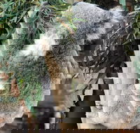 Private Blue Mountains and Wildlife Park Tour from Sydney with Barbecue Lunch