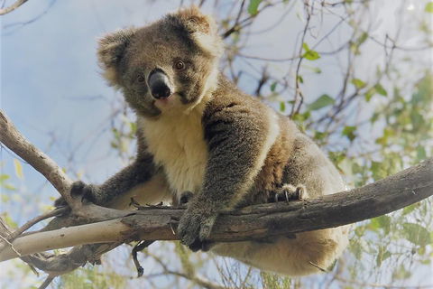 Kangaroo Island Scenic Trail Tour - Tourism Cairns 2