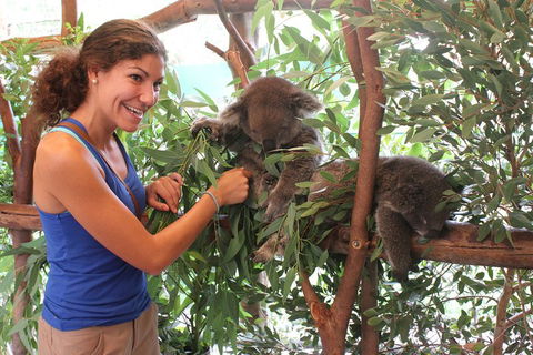 Pinnacles Desert, Koalas And Sandboarding 4WD Day Tour From Perth - Tourism Cairns 5