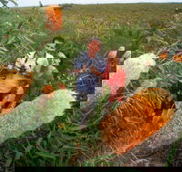 Best of Perth Wildflower Season Day Trip - Tourism Cairns