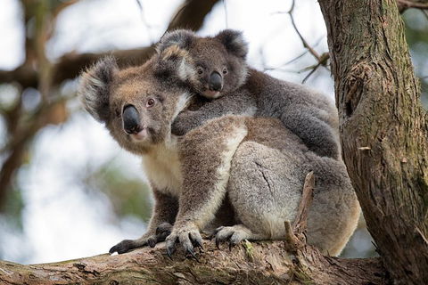 Great Ocean Road Sunset Tour From Melbourne - Tourism Cairns 0