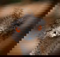Currumbin Wildlife Sanctuary General Entry Ticket - Tourism Cairns