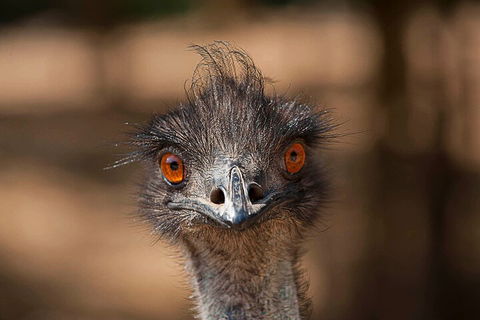 Currumbin Wildlife Sanctuary General Entry Ticket - Tourism Cairns 0