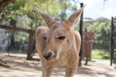 Currumbin Wildlife Sanctuary General Entry Ticket - Tourism Cairns 2