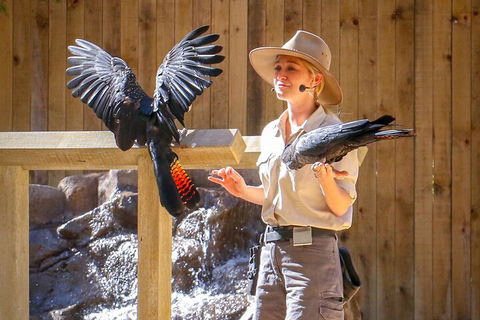 Currumbin Wildlife Sanctuary General Entry Ticket - Tourism Cairns 4