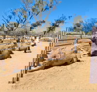 West MacDonnell Ranges Half-Day Small-Group Tour with Camel Ride - Tourism Cairns