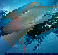 Great Barrier Reef Snorkeling and Diving Cruise from Cairns - Tourism Cairns