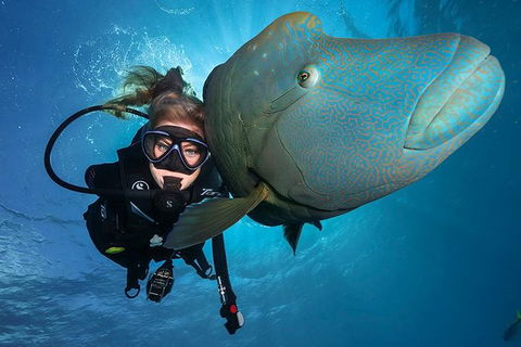 Great Barrier Reef Snorkeling And Diving Cruise From Cairns - Tourism Cairns 0