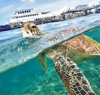 Scenic Helicopter Flight to Moore Reef and Return Snorkeling Cruise from Cairns - Tourism Cairns