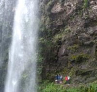 Springbrook National Park Discovery Full-Day Bushwalking Tour - Tourism Cairns