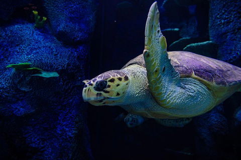 Sydney Attractions Pass: SEA LIFE Aquarium, Sydney Tower Eye, WILD LIFE Zoo And Madame Tussauds - Tourism Cairns 1