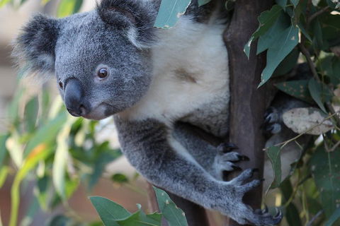 Sydney Attractions Pass: SEA LIFE Aquarium, Sydney Tower Eye, WILD LIFE Zoo And Madame Tussauds - Tourism Cairns 2