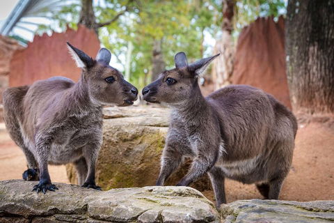 Sydney Attractions Pass: SEA LIFE Aquarium, Sydney Tower Eye, WILD LIFE Zoo And Madame Tussauds - Tourism Cairns 5