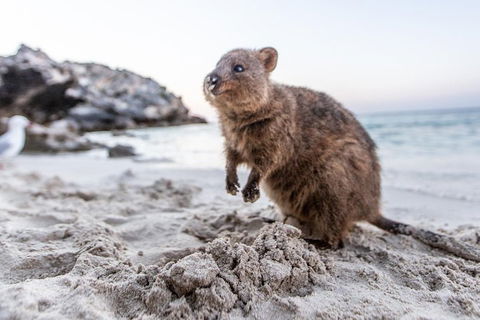 Fremantle To Rottnest Island Roundtrip Ferry Ticket - Tourism Cairns 1