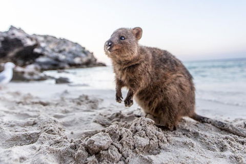 Rottnest Island All-Inclusive Grand Island Tour From Fremantle - Tourism Cairns 2