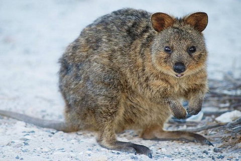 Rottnest Island Bayseeker Day Trip From Perth - Tourism Cairns 2
