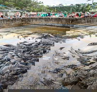 Hartley's Crocodile Adventures Day Trip from Cairns - Tourism Cairns