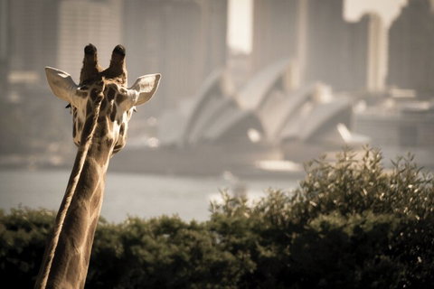Sydney Harbour Hop On Hop Off Cruise With Taronga Zoo Entry - Tourism Cairns 5