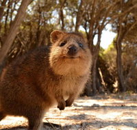 Pinnacles  Rottnest Island Scenic Air  Ground Tour - Tourism Cairns