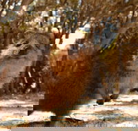 Wave Rock  Rottnest Island - Air  Ground Tour - Tourism Cairns