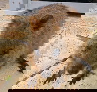 Wave Rock Pinnacles and Rottnest One Day Aeroplane Tour - Tourism Cairns