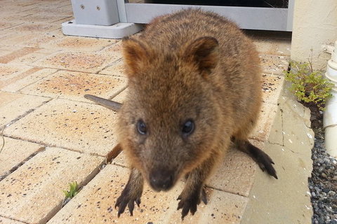 Wave Rock, Pinnacles And Rottnest One Day Aeroplane Tour - Tourism Cairns 0