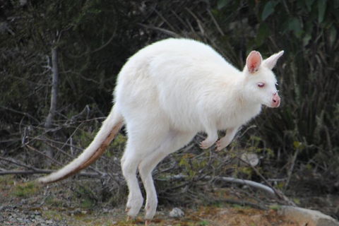Small-Group Day Trip From Hobart To Bruny Island - Tourism Cairns 2