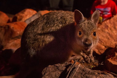 Alice Springs Desert Park Nocturnal Tour - Tourism Cairns 3