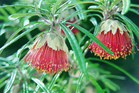 Full-Day Pinnacles Desert And Yanchep National Park Tour From Perth - Tourism Cairns 1