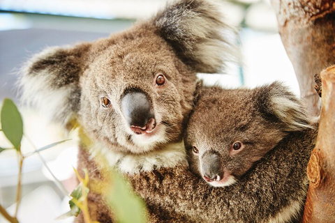 Full-Day Pinnacles Desert And Yanchep National Park Tour From Perth - Tourism Cairns 5