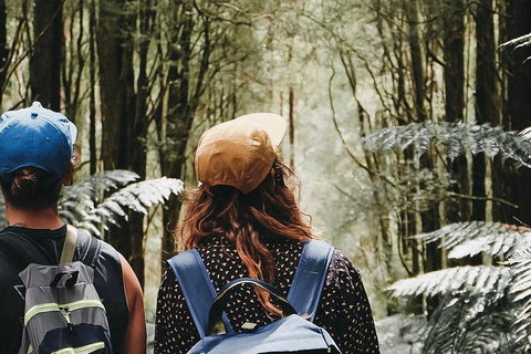 Small Group - 12 Apostles, Otways & Great Ocean Road Day Tour From Melbourne - Tourism Cairns 3