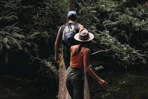 Small Group - 12 Apostles, Otways & Great Ocean Road Day Tour From Melbourne - Tourism Cairns 5