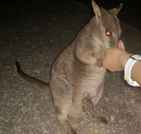 Private Tour to Paronella Park Historic Village Herberton and wild life Wallaby - Tourism Cairns