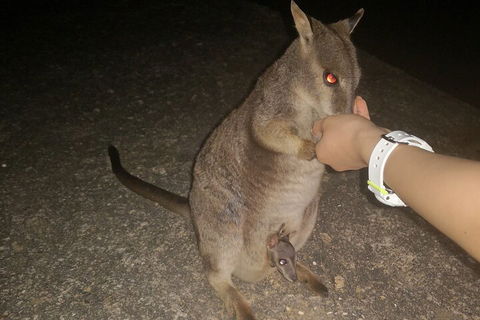 Private Tour To Paronella Park, Historic Village Herberton And Wild Life Wallaby - Tourism Cairns 0