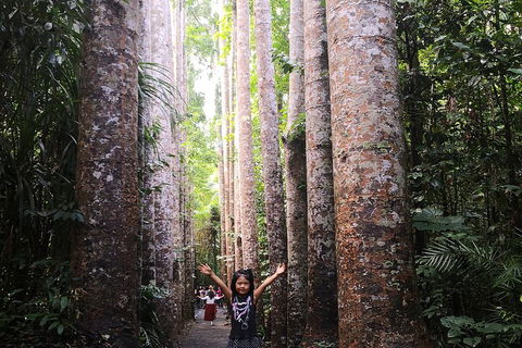 Private Tour To Paronella Park, Historic Village Herberton And Wild Life Wallaby - Tourism Cairns 2